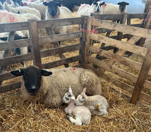 It’s Lambing Season!