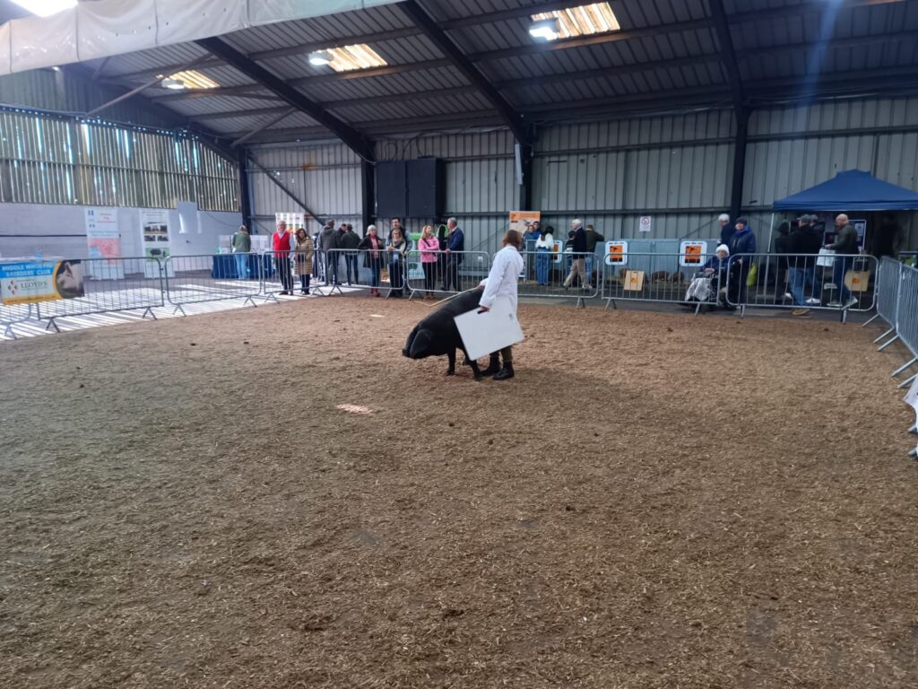 Outstanding Success for Rose Wilde in Young Handlers Competitions